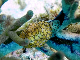 Flamingo Tongue IMG 7035